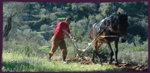 zaytoun-farmer